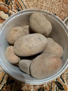 Картопля домашня, необроблена хімією 1