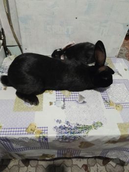 Продаж кроленнят 2