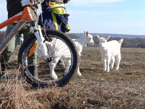 Козичка (зааненка) 2