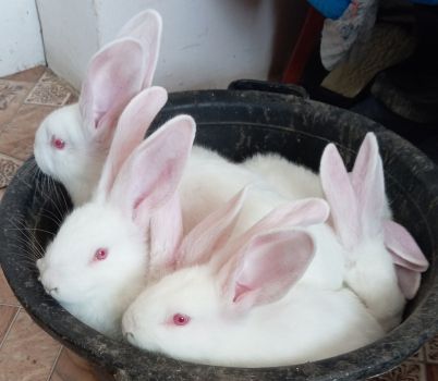 Кролі с петранка 1