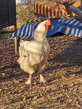 Молодий півень пород 