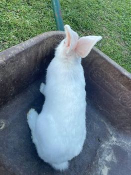 Кролики та мʼясо 3