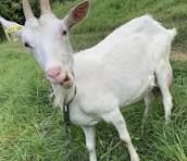 Кози Зааненської породи. 1