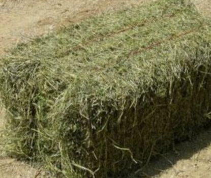 Часник, сіно, картопля, солома, кукурудза 1