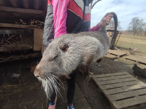 Продам самця нутрії