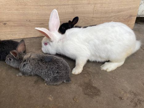 Кроликів 7