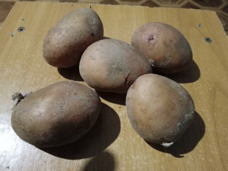 Картопля їсти і на посадку 1