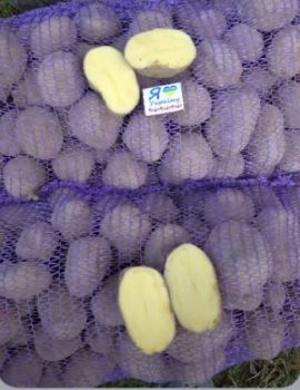 Картопля Біла Роса 1