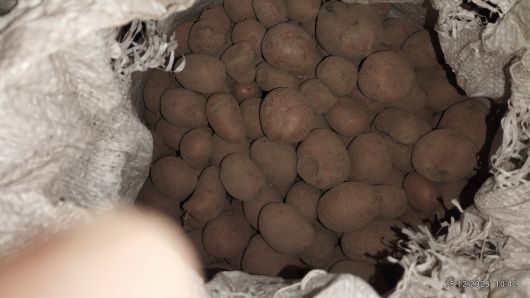 Пшеницю,овес,насіневу та дрібну картолю. 1