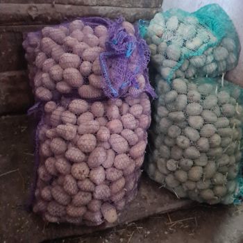 Картопля на посадку сорту 