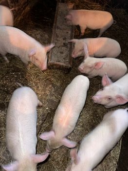 Поросята домашнього годування 4
