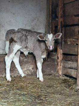 Ттелятко теличка 1