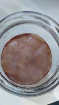 Чайний гриб комбуча 3