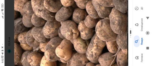 Картопля бульба насінна та їсти 1