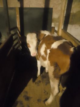 Теля , теличка,