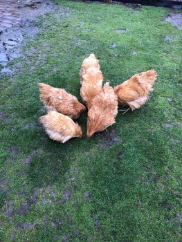 Курей орпітон 1