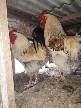 Півні домашні молоді 2