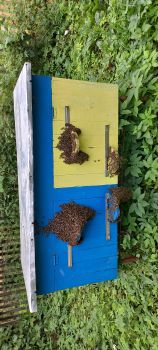 Бджолосімї ,  бджолопакети 1