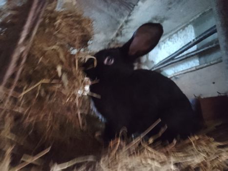 Продається здорова кролиця віком 7 місяців 2