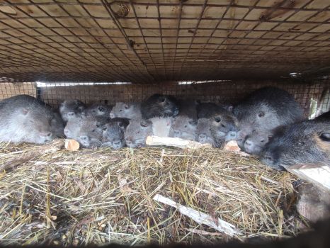 Нутрії молодняк