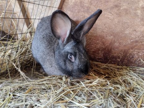 Кролиця спарована 1