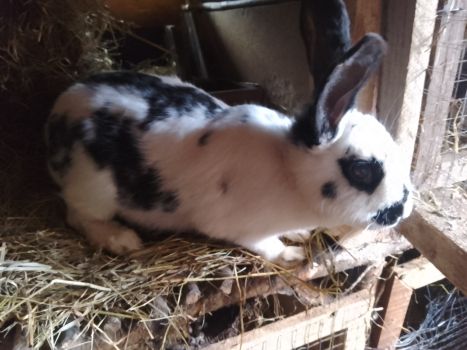 Продається здорова кролиця віком 7 місяців