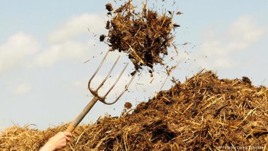 Гній , гній для городу 1