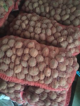 Насінева картопля 1