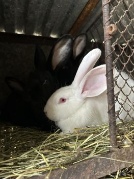 Кролики 3 місяці