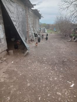 Кури яйця квочки 2