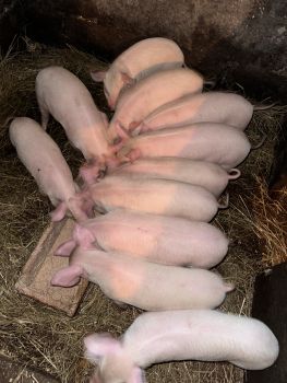 Поросята домашнього годування 5