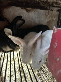 Кролики 3 місяці 3