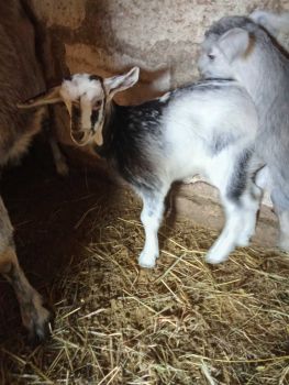 Малі козенята і цапка