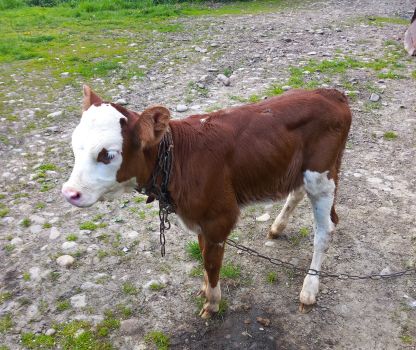 Продаю Теличку 1