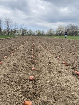 Насіннєва картопля 3