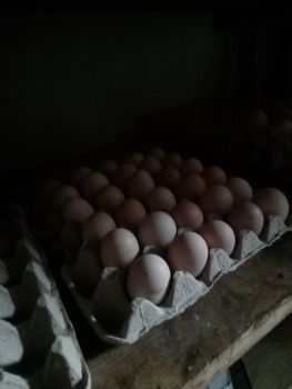 Кури яйця квочки 1