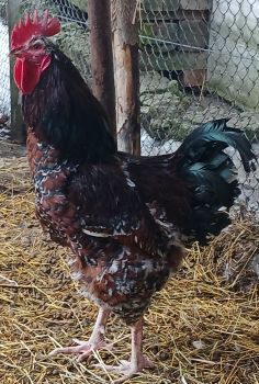 Лівенська ситцева 2