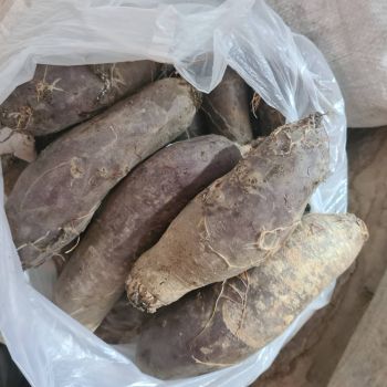 Картопля на посадку сорту 