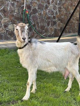 Коза дійна   . 1