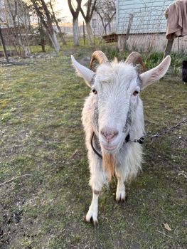 Коза тільна 3 місяці 1