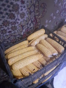 Зерно кукурудзи . 1