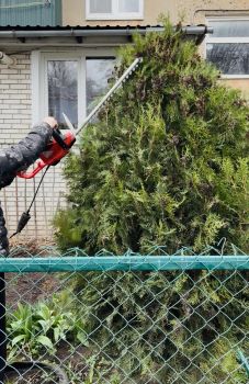 Обстригання та чищення туй 1