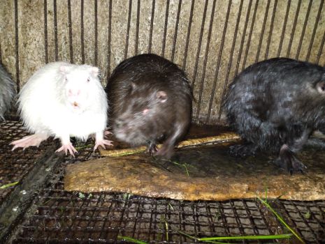 Нутріїї самочки та самці 2