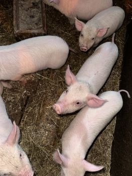 Поросята домашнього годування 2