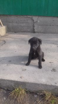 Віддам цуценят 1