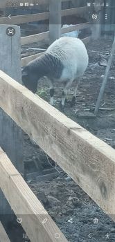 Вівців породистих 1