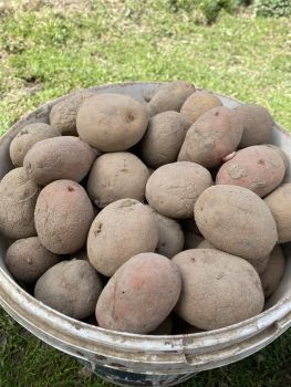 Насінневу картоплю 2