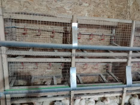 Клітки для кур несучок 1
