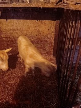 Цапи річні 2 штуки 1