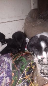 Віддам цуценят 2